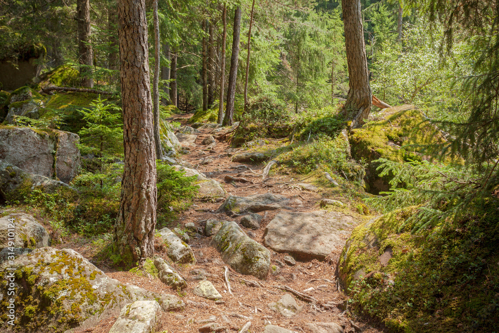Fototapeta premium Inside a typical forest of the Italian Alps long a mountain path