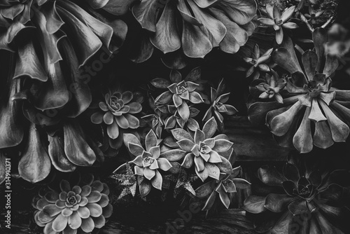 a vertical garden , black and white