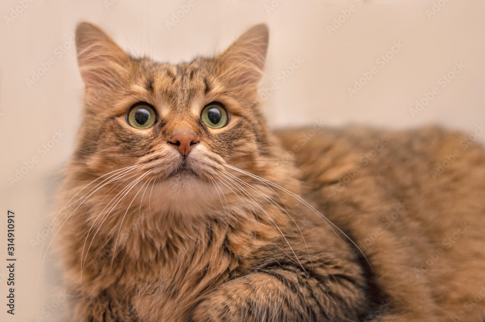 Portrait of a domestic cat on a light background.