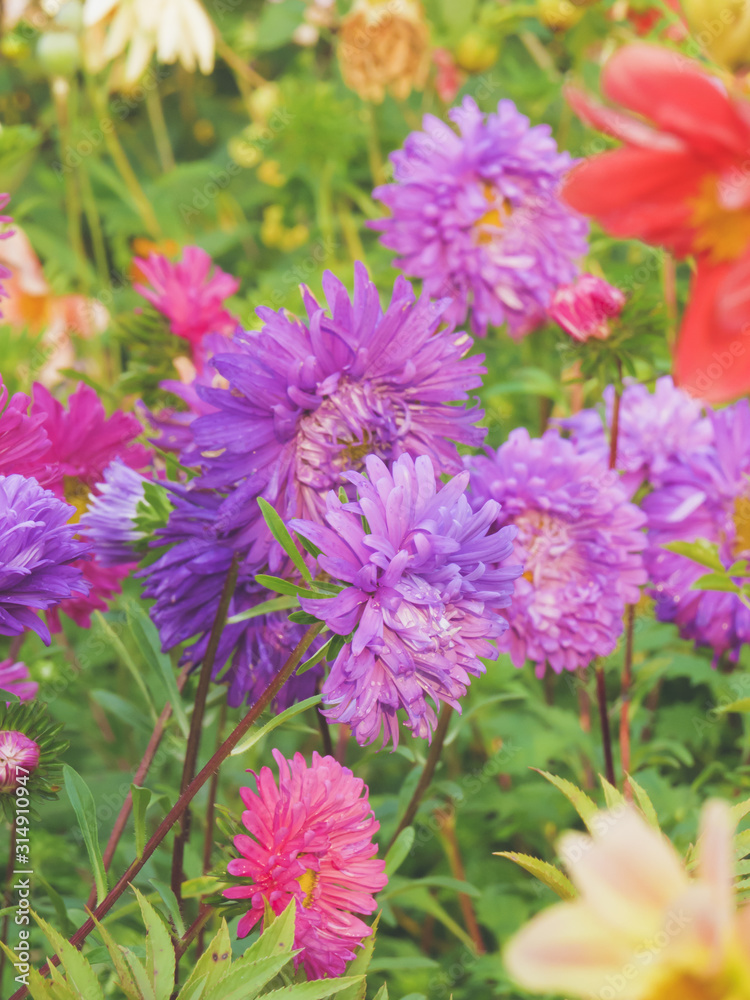 Bright multicolored asters drowning in the greenery of the garden. Bright multicolored asters drowning in the greenery of the garden.
