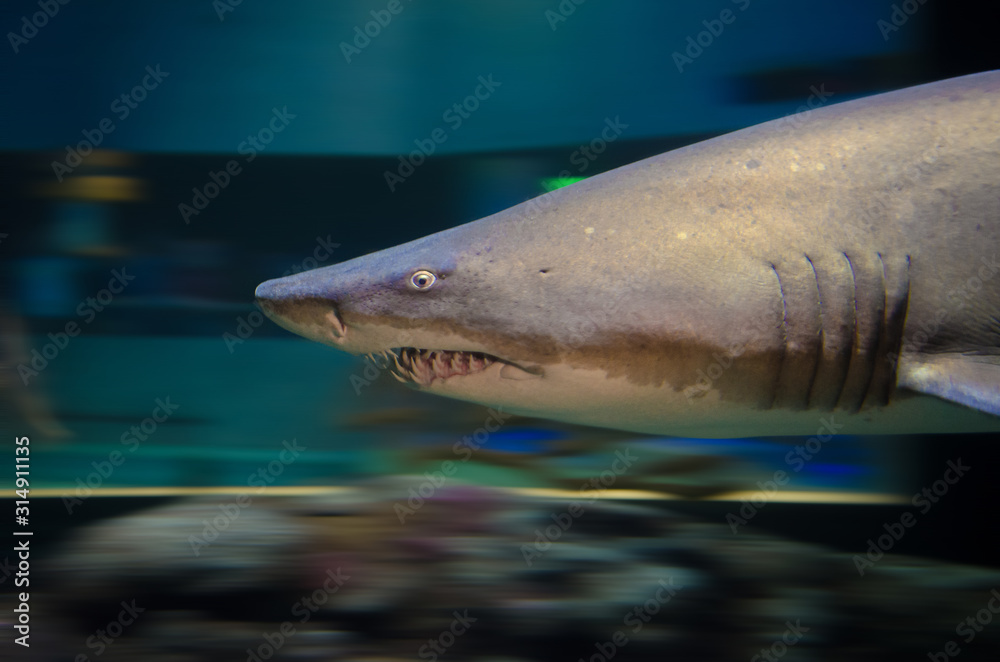 Naklejka premium Shark Swimming with Blurred Background