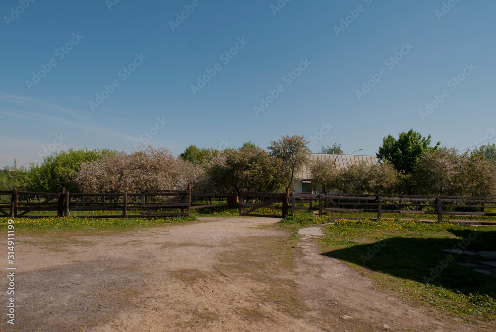 Beautiful countryside nature scenery with a wide dirt road leading to an old wooden fence and blooming trees and house behind it. A bright sunny summer day with blue sky.