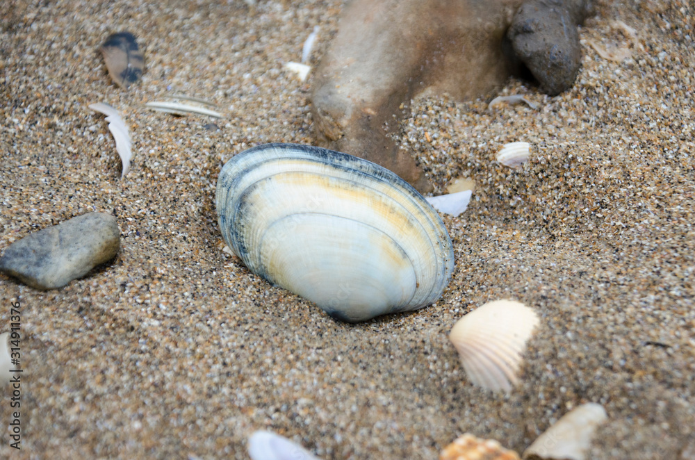 sea shell and stone on the beach sea shell and stone on the beach