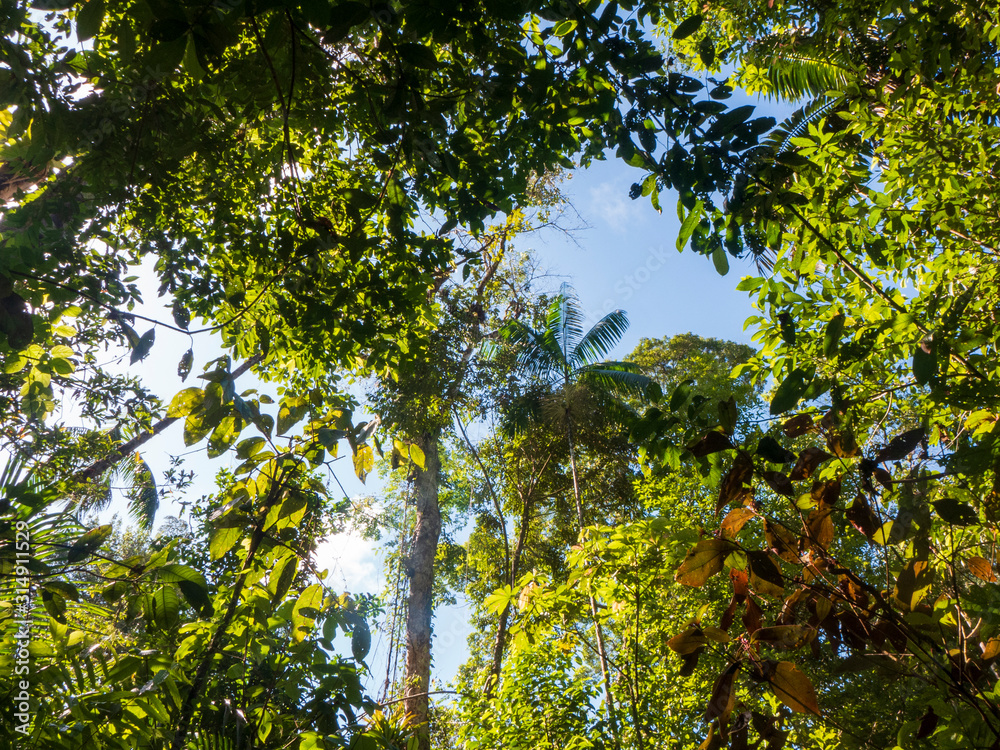 Fototapeta premium Wanderung durch den Regenwald von Costa Rica bei Boca Tapada.
