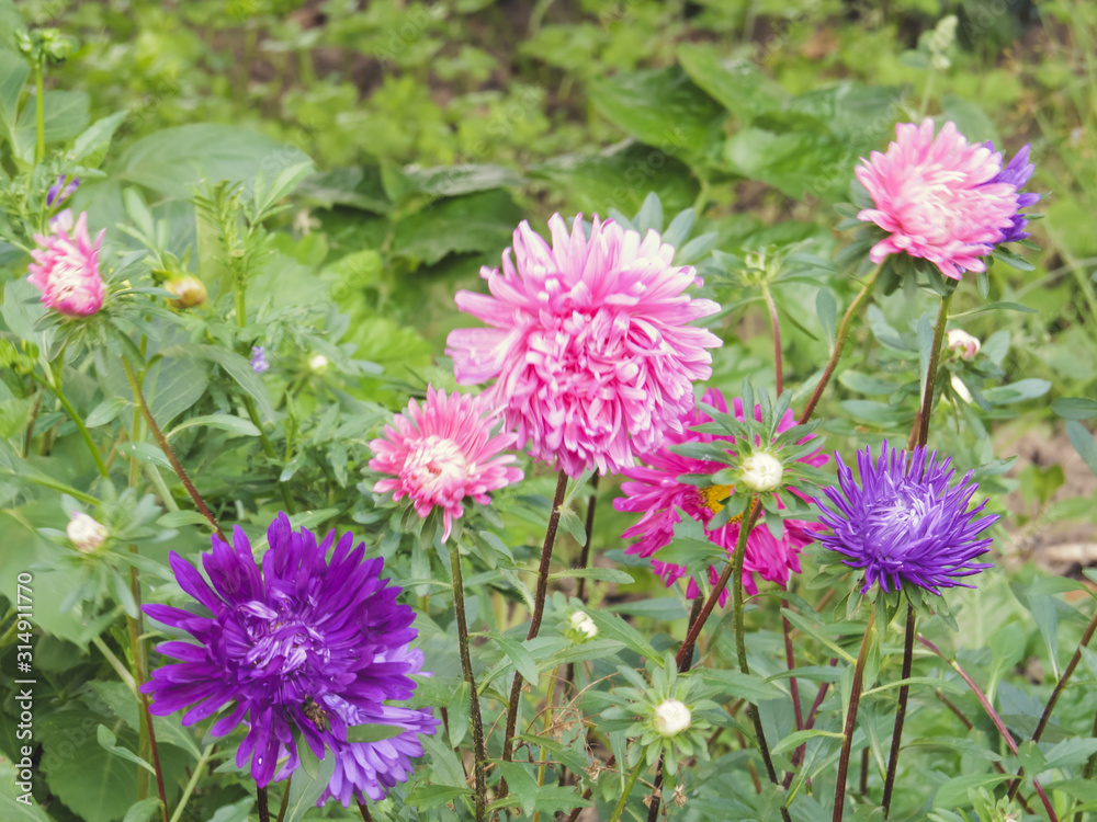 Bright multicolored asters drowning in the greenery of the garden. Bright multicolored asters drowning in the greenery of the garden.