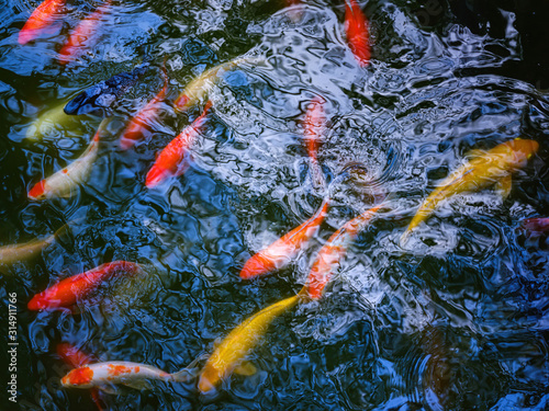 Koi Carp fish in the pond in Shanghai in China