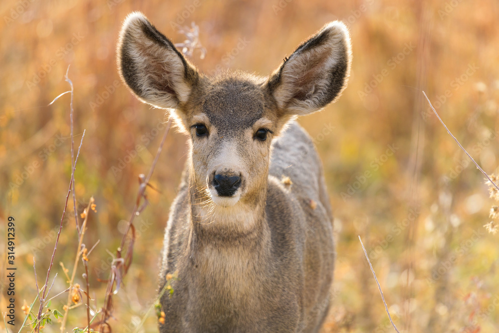 Young Mule Deer - A close-up front headshot of a young and cute mule deer standing in a mountain meadow on a bright Autumn evening. Chatfield State Park, Colorado, USA. Young Mule Deer - A close-up front headshot of a young and cute mule deer standing in a mountain meadow on a bright Autumn evening. Chatfield State Park, Colorado, USA.