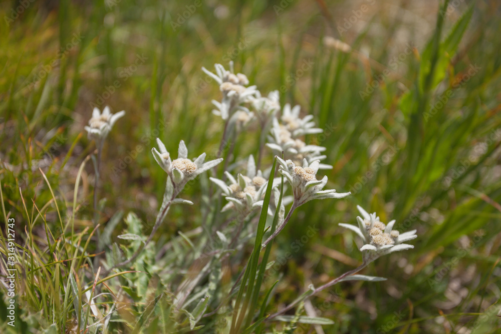Leontopodium alpinum in a sunny evening in the Italian Dolomites Leontopodium alpinum in a sunny evening in the Italian Dolomites