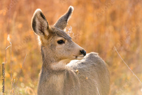 Autumn Mule Deer - A close-up side headshot of a young mule deer standing in a mountain meadow on a bright Autumn evening. Chatfield State Park, Colorado, USA. © Sean Xu