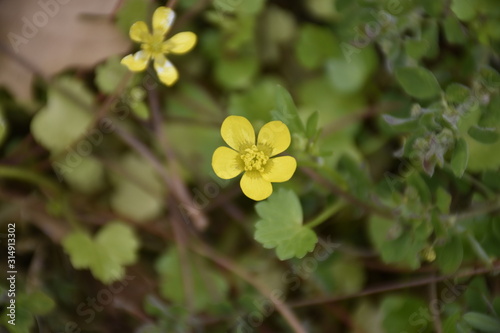 flower on green background of grass