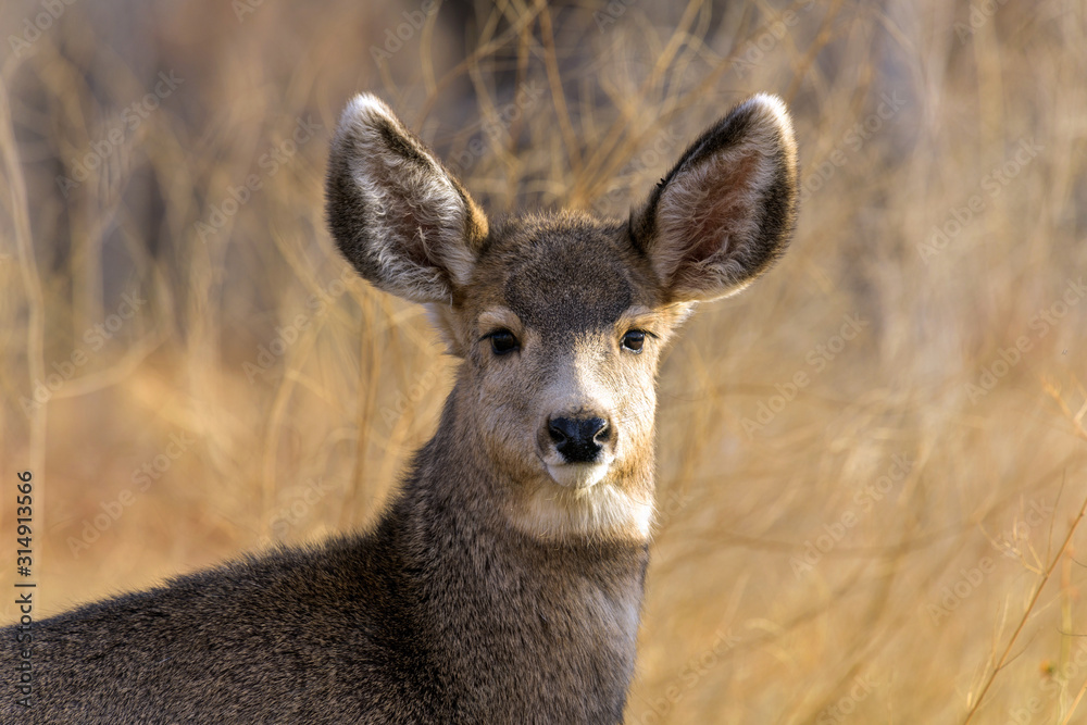 Young Mule Deer - A close-up front headshot of a cute young mule deer standing in a mountain forest. Chatfield State Park, Colorado, USA.