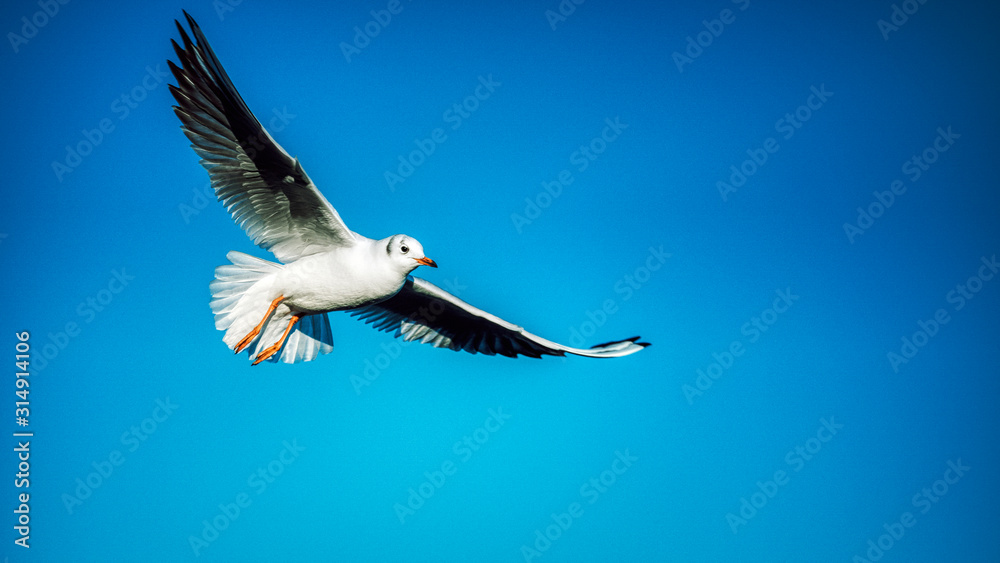 Fototapeta premium Möwen am Starnberger See