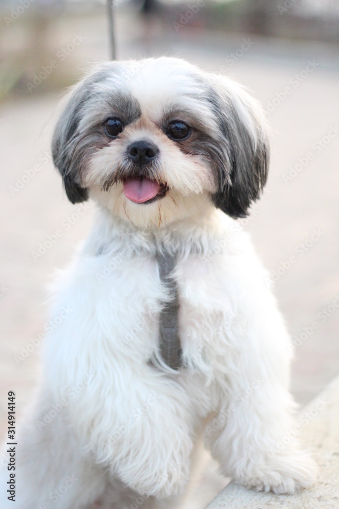 Shih Tzu dog sitting close up shot taken in garden