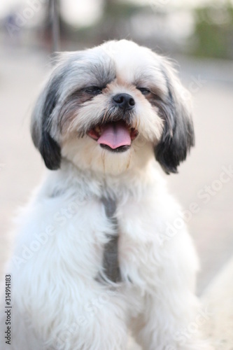 Shih Tzu dog sitting close up shot taken in garden © Sunand