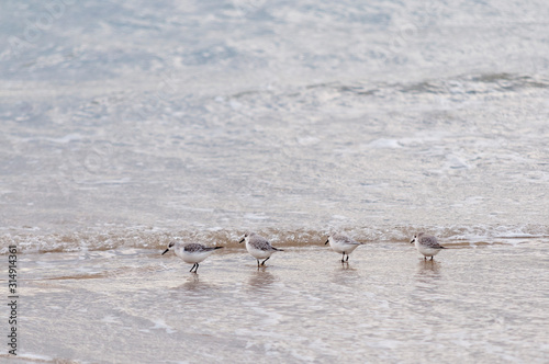 Quatre bécasseaux alignés au bord de l'océan. Four sandpipers lined up by the ocean.