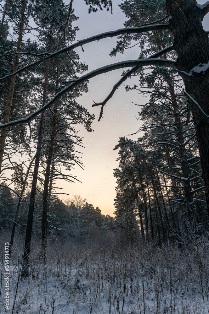 Cloudy winter morning in a pine forest. Winter landscape, early morning Cloudy winter morning in a pine forest. Winter landscape, early morning