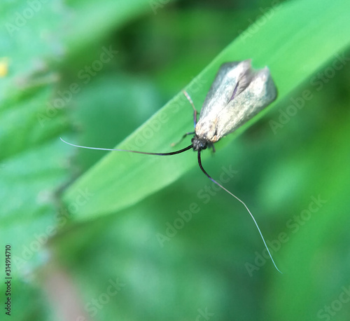 Green longhorn, Adela reaumurella photo