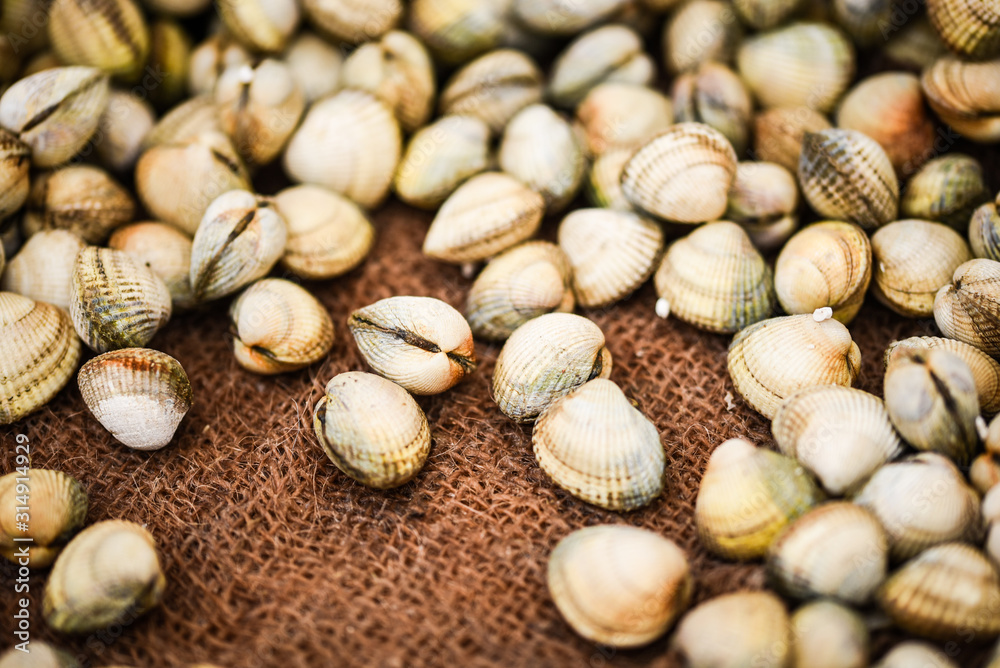 fresh shells close up view