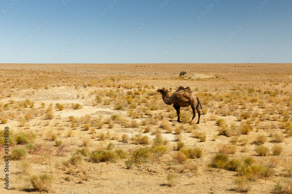 Bactrian camel, camel in the steppes of kazakhstan.