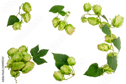 Hops isolated on white, top view © Alexander