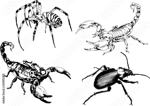 vector drawings sketches different insects bugs Scorpions spiders drawn in ink by hand , objects with no background	