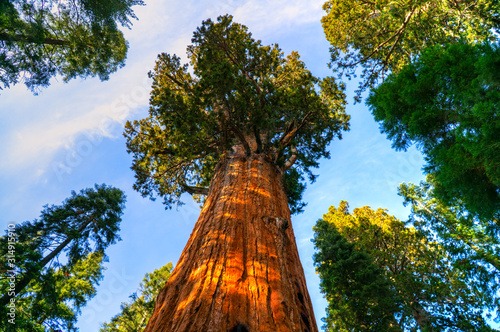 Sequoia National Park, California, USA photo