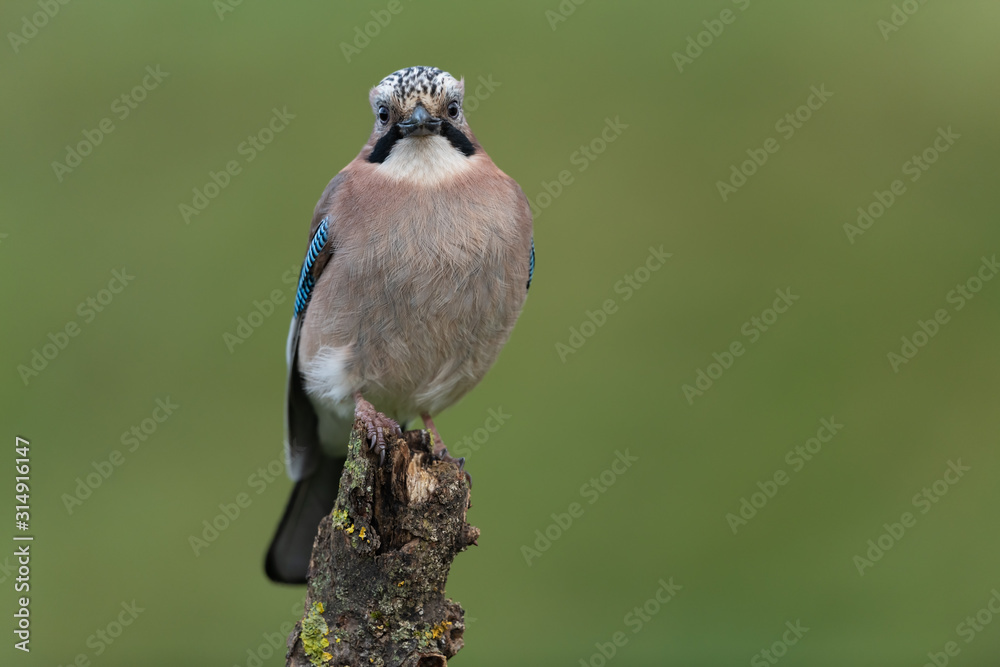 Obraz premium Eurasian jay sitting on a branch