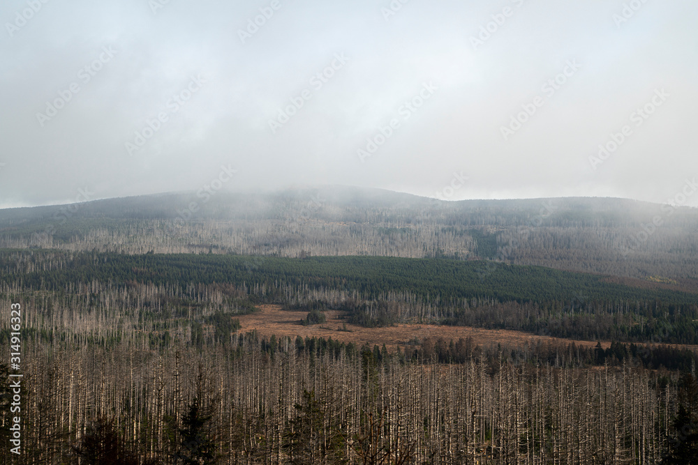 Fototapeta premium Harz Forest