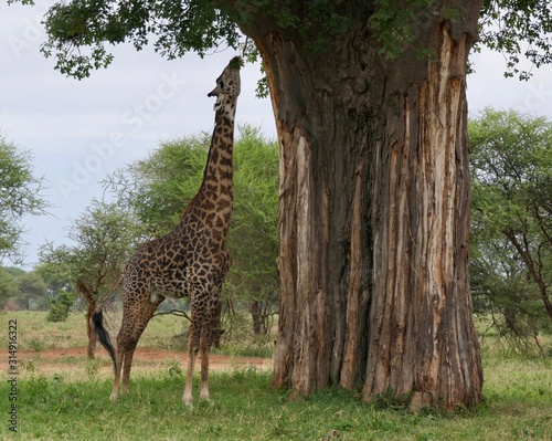 Giraffe eating from baobab tree in serengeti, tanzania, africa