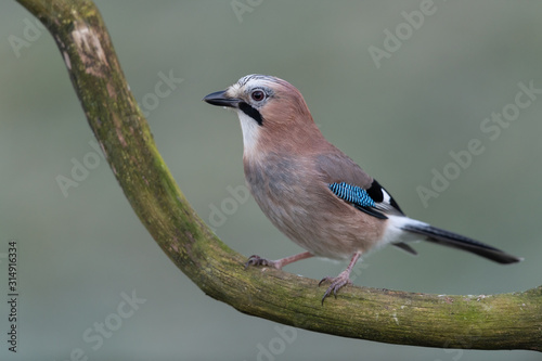 Schilderij op canvas Eurasian jay sitting on a branch