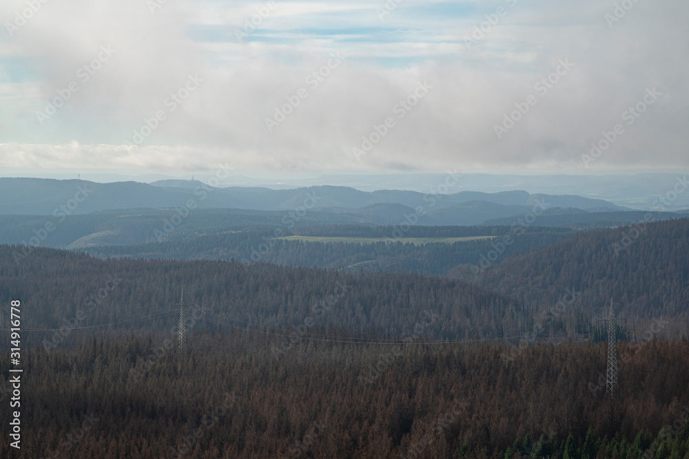Harz Forest