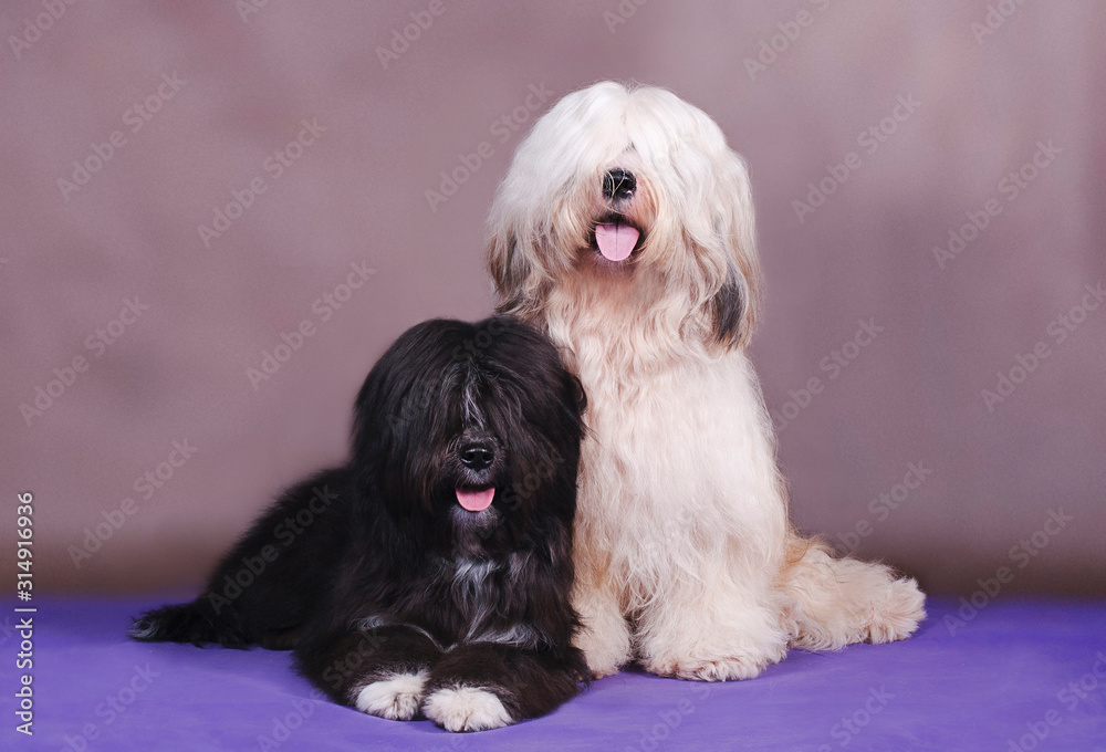 Two dogs of the breed Tibetan Terrier light and black are sitting on a blue and brown background in the studio Two dogs of the breed Tibetan Terrier light and black are sitting on a blue and brown background in the studio
