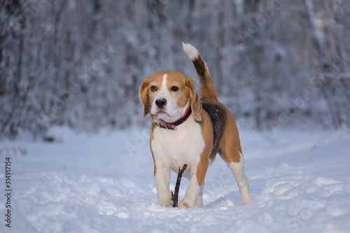 Beagle dog on a walk in a winter Park during a snowfall © androsov858