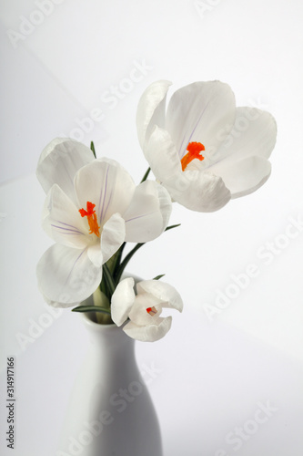 Spring Snowdrop Crocus flowers in vase.