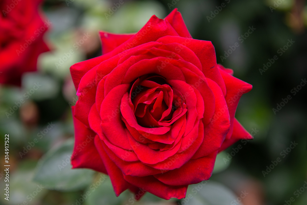 Beautiful red rose with its petals wide open with unfocused background of green leaves Beautiful red rose with its petals wide open with unfocused background of green leaves