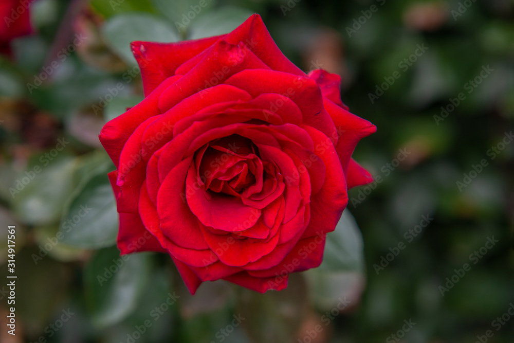 Beautiful red rose with its petals wide open with unfocused background of green leaves Beautiful red rose with its petals wide open with unfocused background of green leaves
