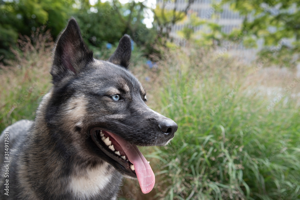 Beautiful blue eyed dog panting showing beautiful clean white teeth in an outdoor setting. 