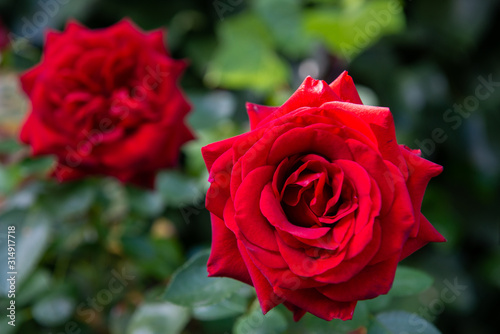 Beautiful red rose with its petals wide open with unfocused background of green leaves