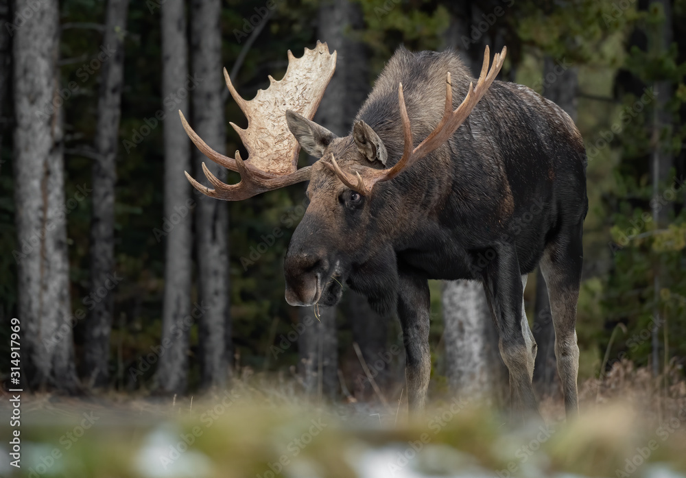 Fototapeta premium Moose in Jasper Canada 