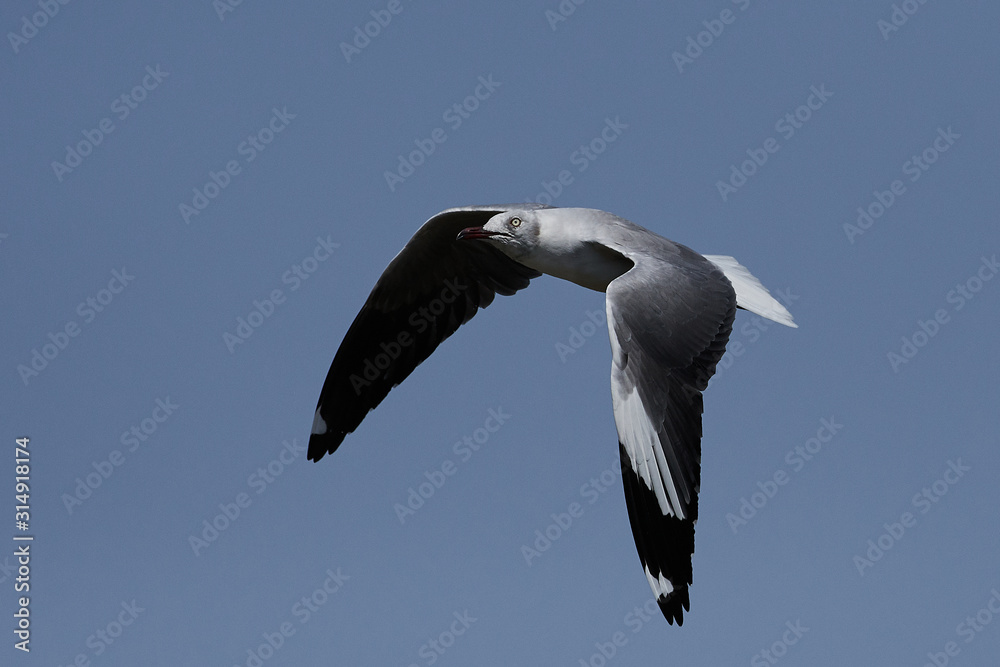 Obraz premium Grey-headed gull (Chroicocephalus cirrocephalus)