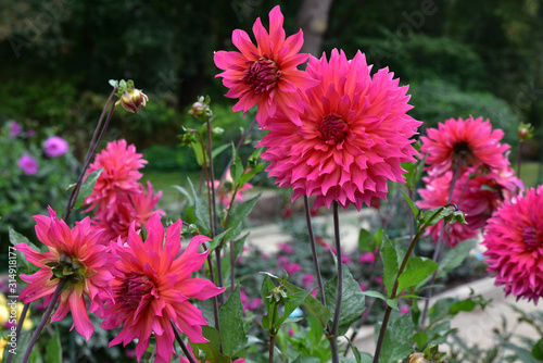 Dahlia rose au jardin