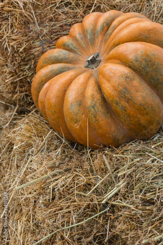 Autumn composition with ripe pumpkin Thanksgiving holiday concept. Autumn harvest, fall vegetables. texture for design