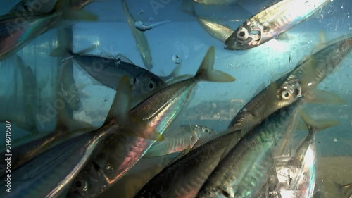 Fresh horse mackerel (istavrit) in aquarium.