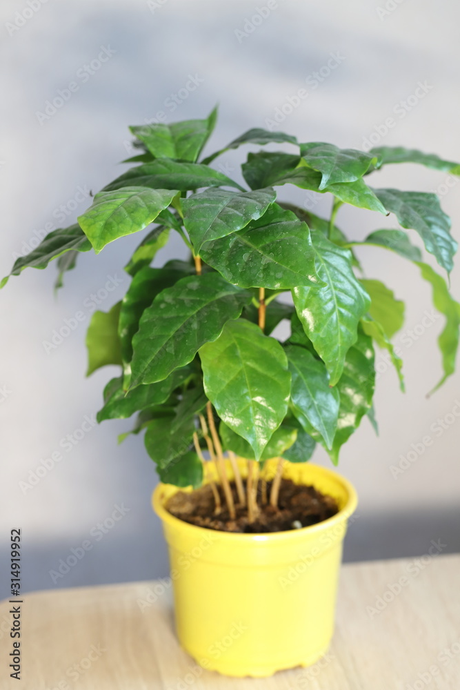 coffee tree, flower in a pot in the interior, home plant on the windowsill coffee tree, flower in a pot in the interior, home plant on the windowsill