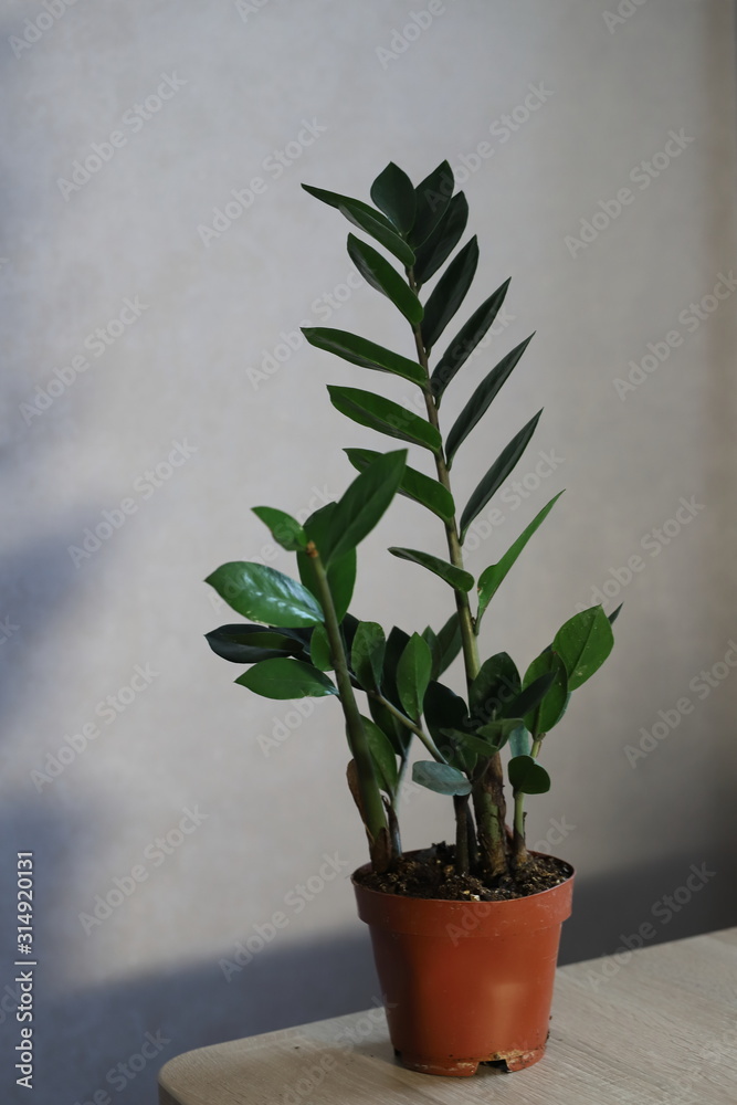 Fototapeta premium zamiokulkas,flower in a pot in the interior, home plant on the windowsill,landscaping of the apartment,women's hobby