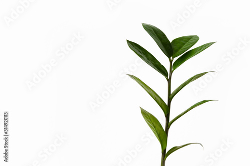 Zamioculcas single branch isolated on white background with copy space