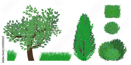Set: Bush, tree and grass in various shapes. Decorative plant shrub for designing a Park, garden or green fence. Vector illustration isolated on white background.
