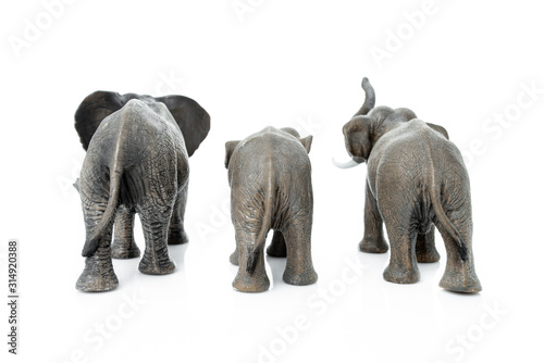Elephant family. Backside of the elephant isolated on white background.