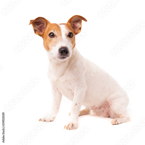dog jack russell terrier looks up on a white background © EwaStudio