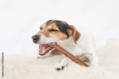 Jack Russell Terrier 10 years old - Cute little dog eats and chews with enjoyment. Doggie isolated against white background